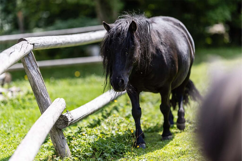 Ein schwarzes Pony auf einer Koppel ist abgebildet.